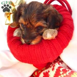 Anna, Yorkie Poo Puppy