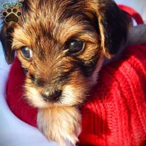 Anna, Yorkie Poo Puppy