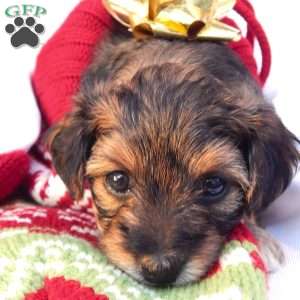 Anna, Yorkie Poo Puppy