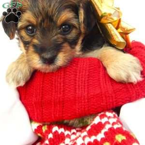 Anna, Yorkie Poo Puppy