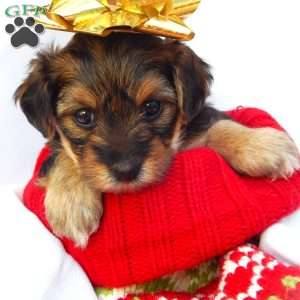 Anna, Yorkie Poo Puppy