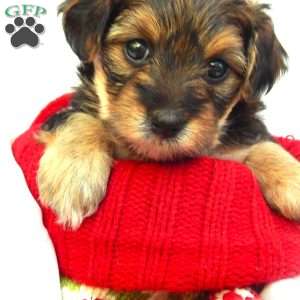 Anna, Yorkie Poo Puppy