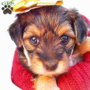 Anna, Yorkie Poo Puppy