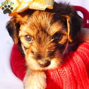 Anna, Yorkie Poo Puppy