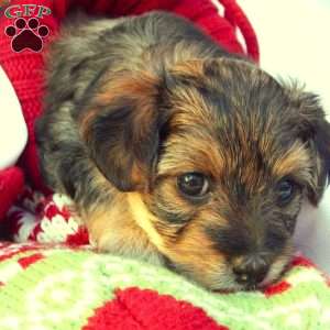 Anna, Yorkie Poo Puppy