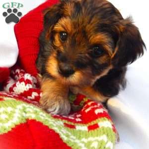 Anna, Yorkie Poo Puppy