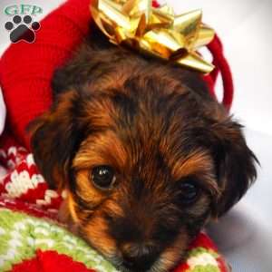 Anna, Yorkie Poo Puppy