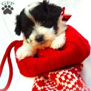 Kristoff, Yorkie Poo Puppy