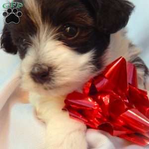 Kristoff, Yorkie Poo Puppy