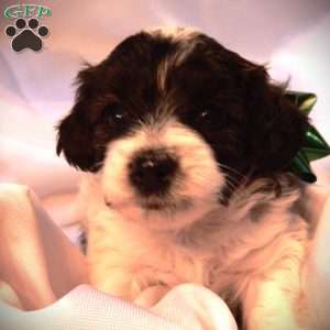 Sven, Yorkie Poo Puppy