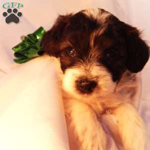 Sven, Yorkie Poo Puppy