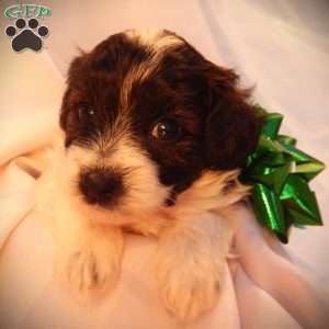 Sven, Yorkie Poo Puppy