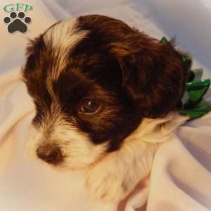 Sven, Yorkie Poo Puppy