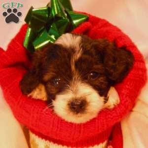 Sven, Yorkie Poo Puppy