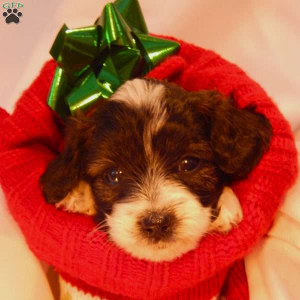 Sven, Yorkie Poo Puppy