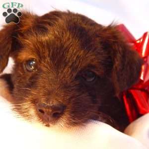 Elsa, Yorkie Poo Puppy