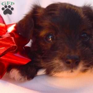 Elsa, Yorkie Poo Puppy