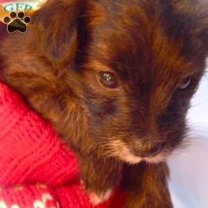 Elsa, Yorkie Poo Puppy