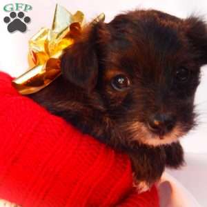 Elsa, Yorkie Poo Puppy