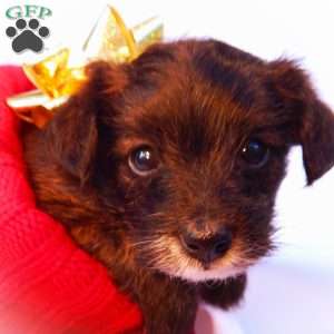 Elsa, Yorkie Poo Puppy