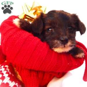 Elsa, Yorkie Poo Puppy