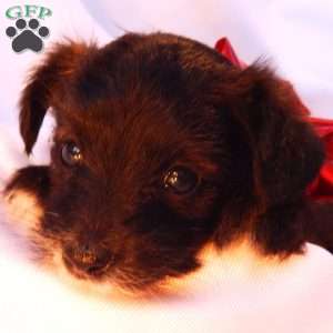 Elsa, Yorkie Poo Puppy