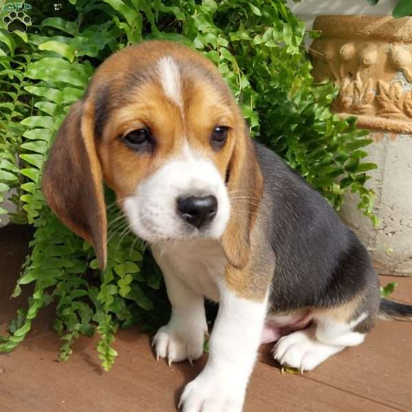 Spot, Beagle Puppy