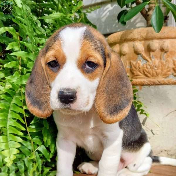 Macey, Beagle Puppy