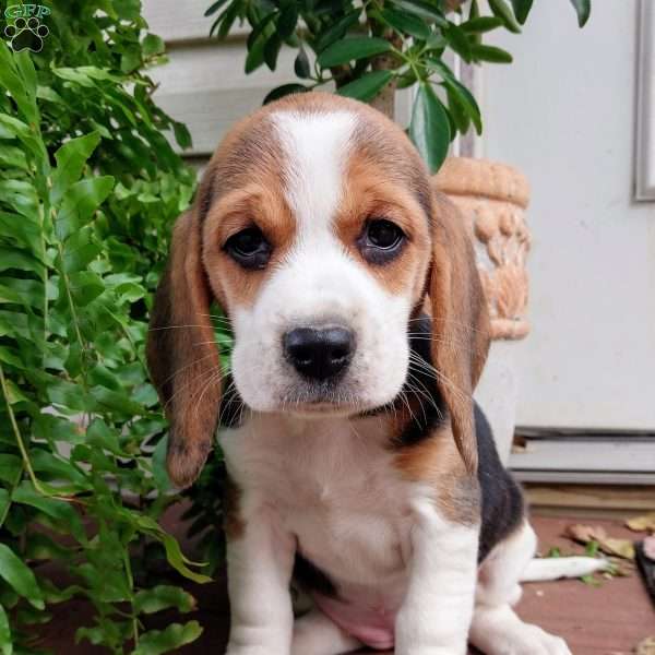 Daisey, Beagle Puppy