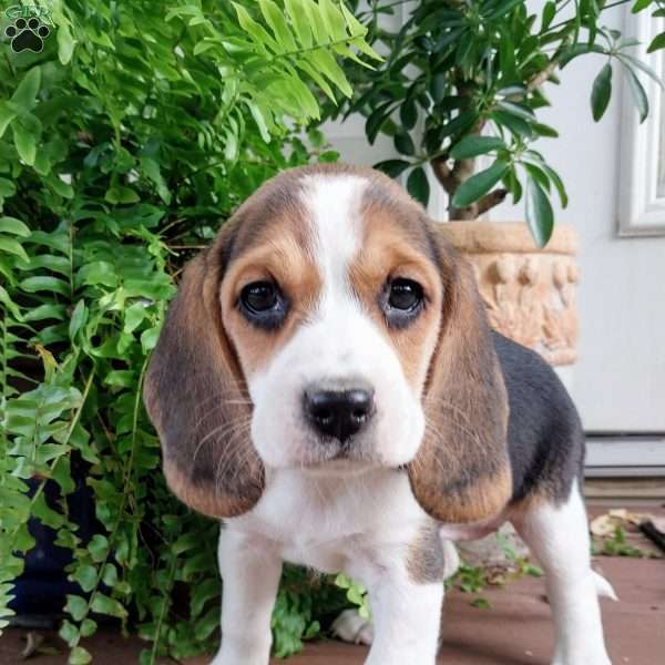 Kim, Beagle Puppy