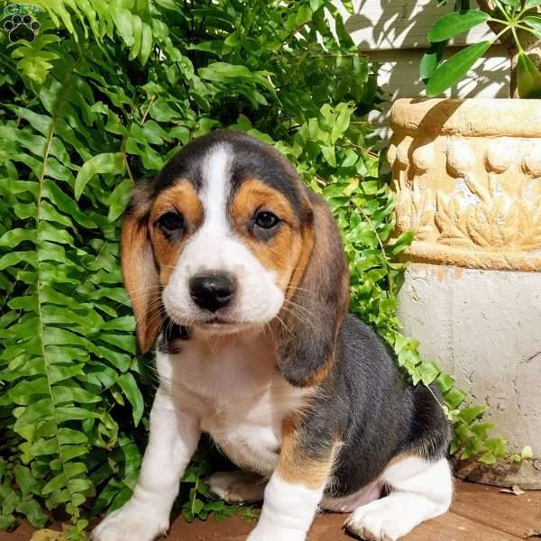 Bella, Beagle Puppy