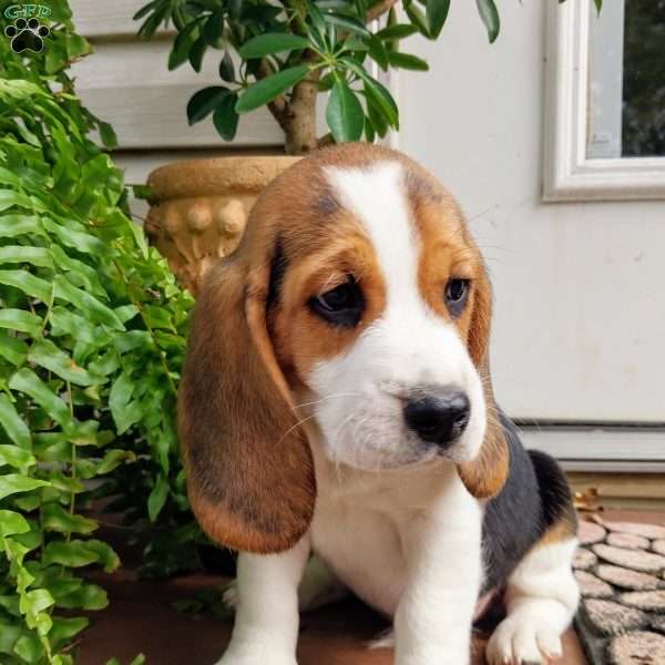 Dan, Beagle Puppy