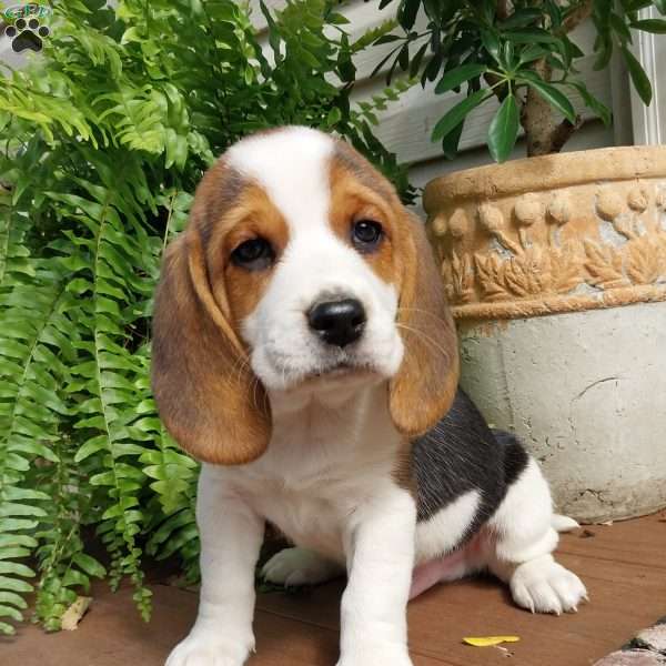 Max, Beagle Puppy