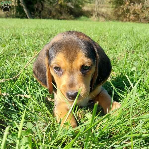 Buster, Beagle Puppy