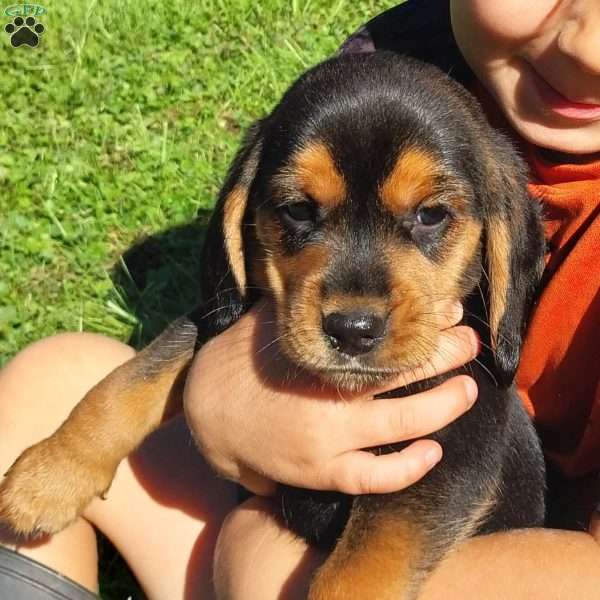 Hunter, Beagle Puppy