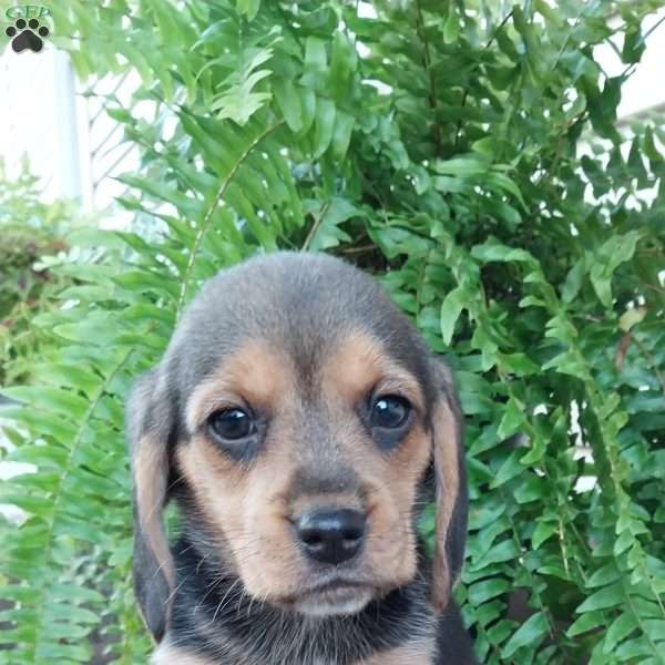 Lexie, Beagle Puppy