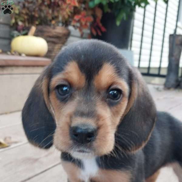 Molly, Beagle Puppy