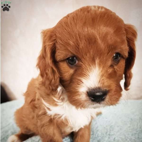 Sunny, Cavapoo Puppy