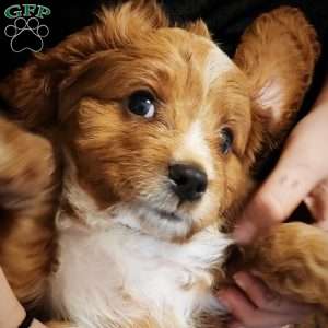 Buddy, Cavapoo Puppy