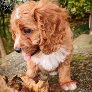 Buddy, Cavapoo Puppy