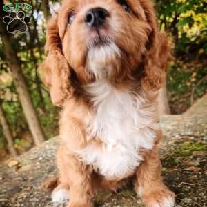 Buddy, Cavapoo Puppy