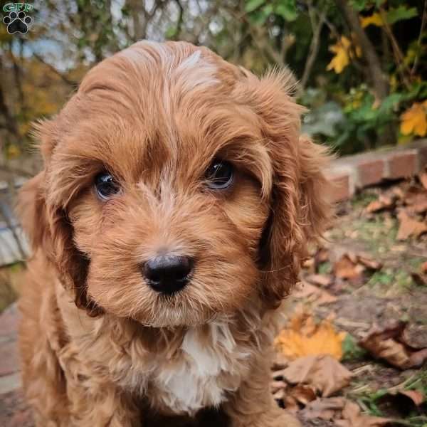 Toby, Cavapoo Puppy