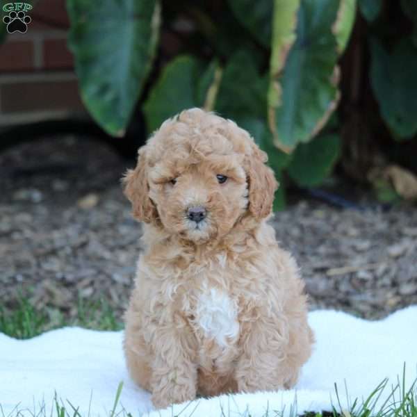 Winnie, Cavapoo Puppy