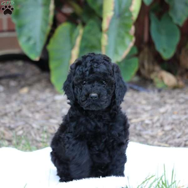 Eeyore, Cavapoo Puppy