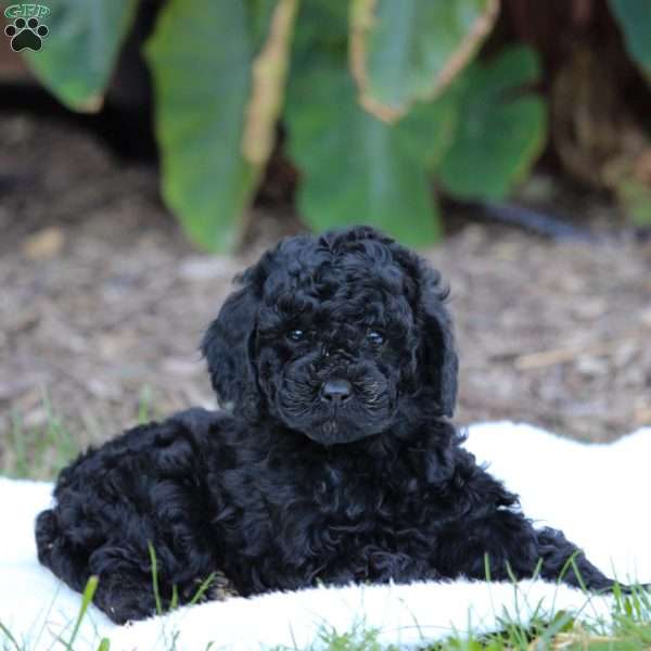 Roo, Cavapoo Puppy