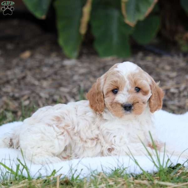 Tigger, Cavapoo Puppy