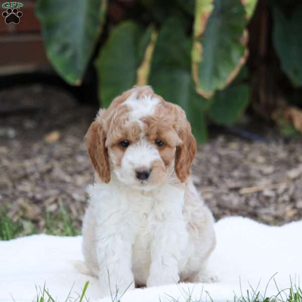 Piglet, Cavapoo Puppy