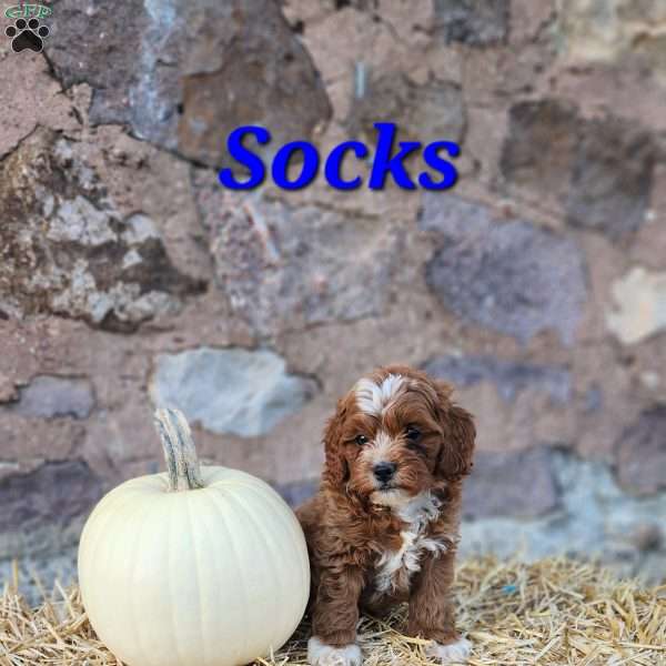 Socks, Cavapoo Puppy