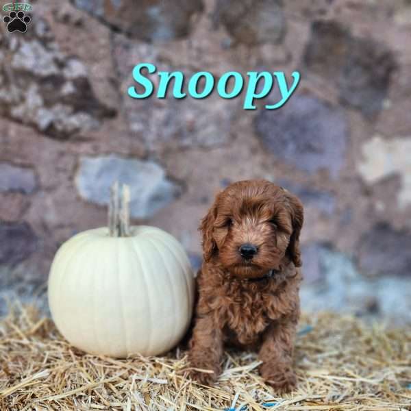 Snoopy, Cavapoo Puppy