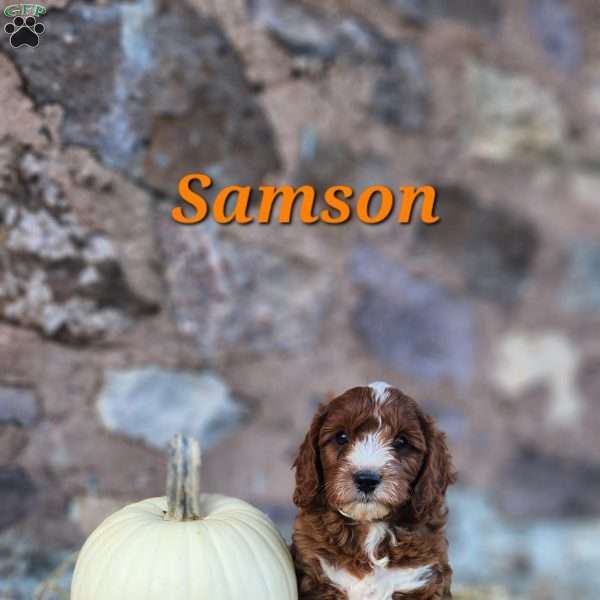 Samson, Cavapoo Puppy